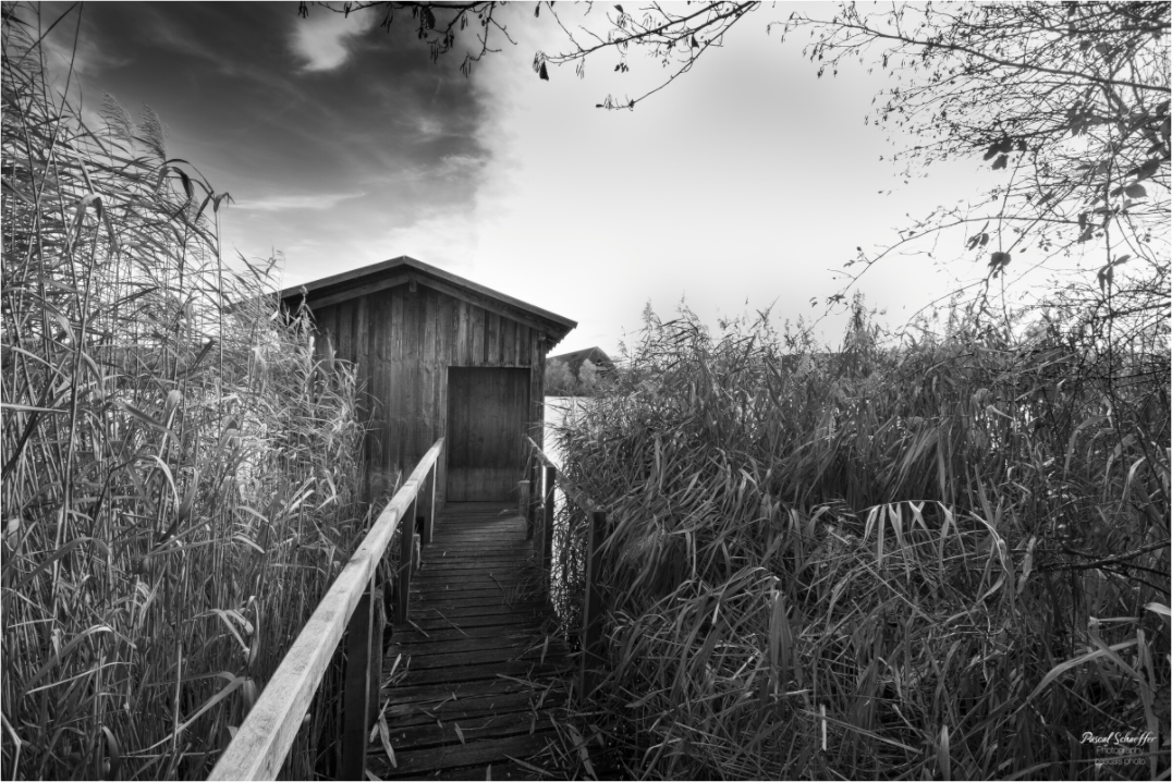 Whisper - Pascals.Photo